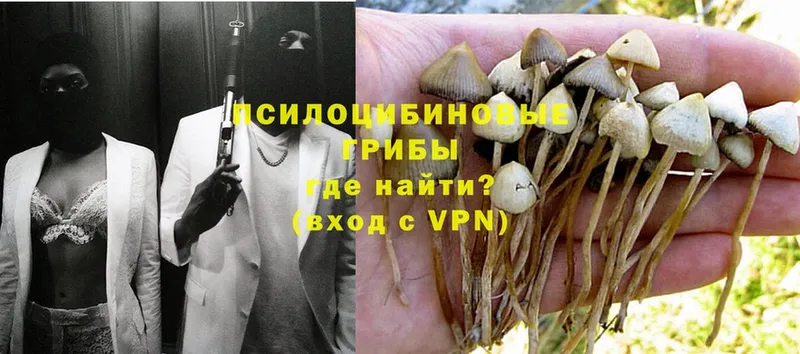 Псилоцибиновые грибы Psilocybe  где продают наркотики  Кировск 